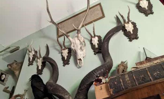 Deer skulls & Kudu horns